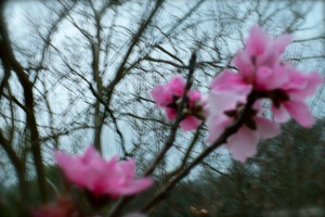 Peach Buds
