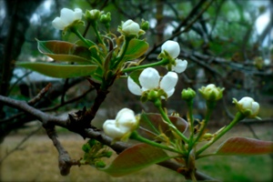Pear Tree Buds