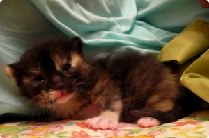 Cookie opens her eyes and ponders her new world.