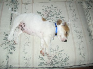 Scamp snoozing on the couch.